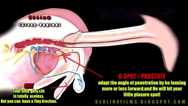 Video baru shemale anatomy teratas